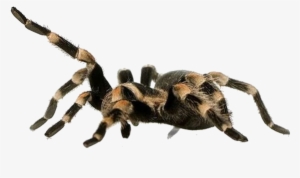 Tarantula - Animals On White Backgrounds