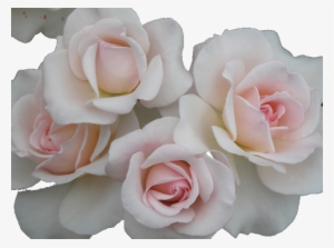 Love Pretty White Gorgeous Flower Flowers Pink Nature - Transparent Pastel Love