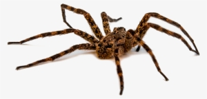 Wold Spider