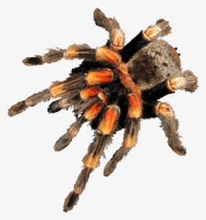 Saturday 16th Feb 2019, 11-4pm - Brachypelma Hamorii