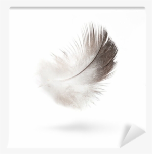 Art Dove White Feathers Isolated On White Background - Eyelash Extensions