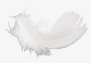 Free Png Feather Png Images Transparent - Feathers Png White