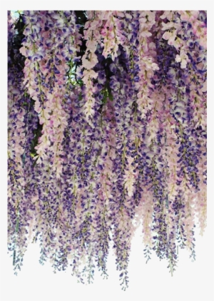 Delphinium Drawing Wisteria - Curtain Made Of Flowers