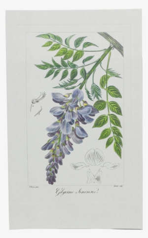 Picture Of Wisteria Herbier Général De L'amateur - Wisteria Botanical Drawing