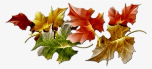 Series Of Maple Leaves - Fall Divider