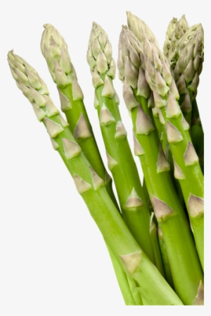 Botanical Name Of Asparagus