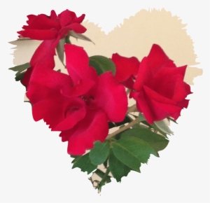 Mabsud Roses For Hodan - Garden Roses