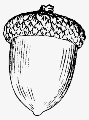 Png Free Stock Acorn Google Search Drawings - Drawing Of An Acorn