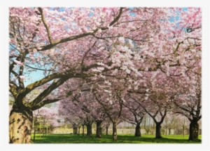 Abundance Of Japanese Cherry Blossoms Poster • Pixers® - Cherry Blossom