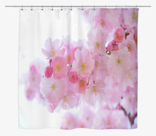 Japanese Cherry Trees Shower Curtain - Cherry Tree Blossom Canvas Print - Small By Haroulita