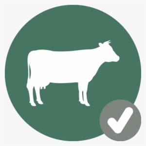 Cow Icon Check - Dairy Cow