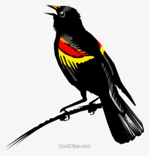 Redwing Blackbird Royalty Free Vector Clip Art Illustration - Red Winged Blackbird No Background