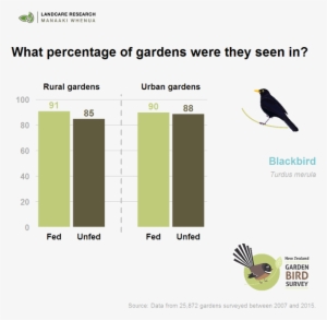 Blackbirds Are Found In About 90% Of Gardens, Irrespective - Songbird
