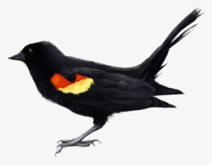 Created With Raphaël - Red Winged Blackbird Drawing