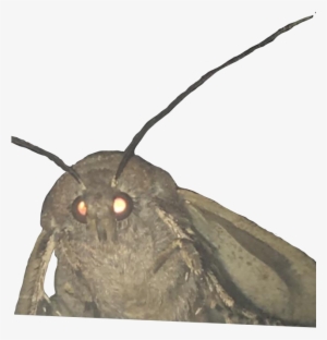 Now Go Forth And Chase Those Sweet Internet Points - Bröther Lamp Moth