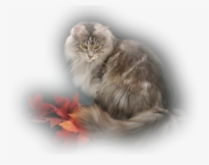 Pretty-kitty - Sako