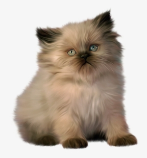 Ragdoll Persian Cat