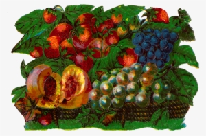 Antique Images Vintage Fruit Basket Botanical Artwork - Clip Art