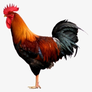 Cock Fight Png - Cock Png