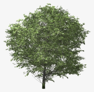 Tree Euonymus Fortunei Shrub - Euonymus Png