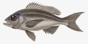 Tilapia Fauna Perch Fish - Perch