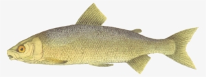 Lake Whitefish Brown Trout Fishing - Whitefish Clipart