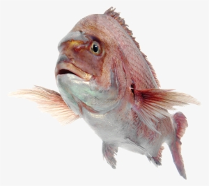 Best Free Fish Png Image