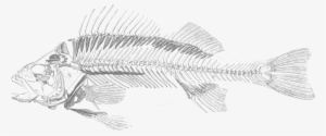 This Free Icons Png Design Of Dead Fish 001