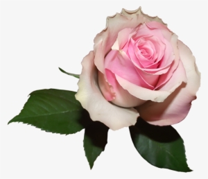 Soft Pink Rose Png