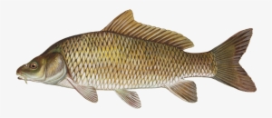 Common Carp - Carp Fish