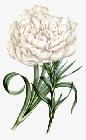 Este Diseño De Producto Es White Carnation, Real Flower,