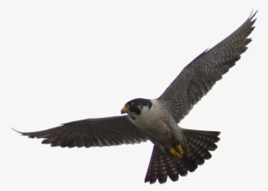Falcon Png Vector - Flying Falcon Png