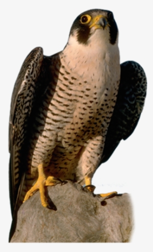 Falcon Png - Transparent Background Falcon Png