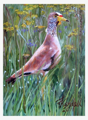 Birds Img - Myna