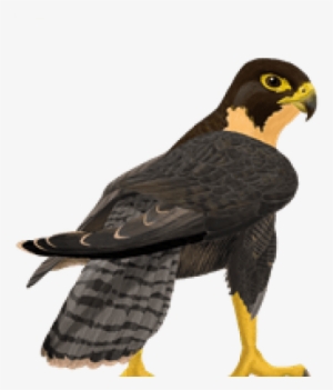 Free Png Falcon Png Images Transparent - Falcon Png Transparent