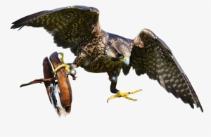 Download Free Falcon Birds Png Transparent Images Transparent - Bird Of Prey