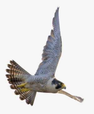 Falcon Download Transparent Png Image - Saudi Arabia Peregrine Falcon