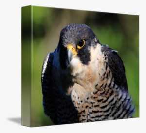 Peregrine Falcon Png Transparent - Peregrine Falcon