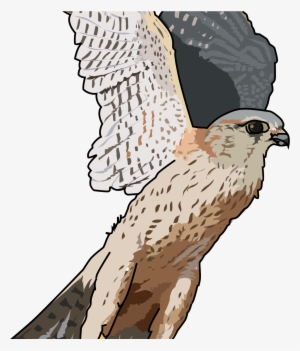 Transparent Full Hd Falcon Png Image Hd Wallpapers - Falcon Clipart Png