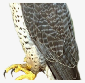 falcon png transparent images - falcon png