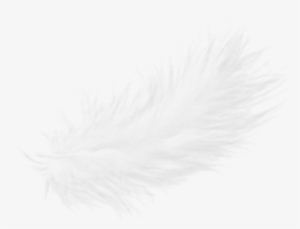 Free Png Feather Png Images Transparent - Plume Blanche Fond Noir