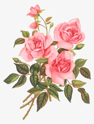 Rose Rose Paintings, Watercolor Flowers, Flower Art, - Rosas Vintage Png