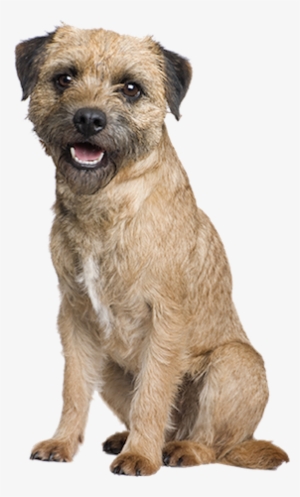 Why Choose A Border Terrier To Be The Star Of Your - Border Terrier Dog Png