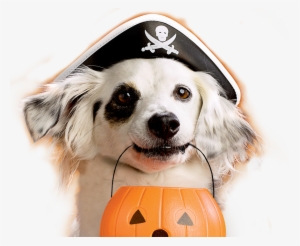 Chico3 - 1d223061 - Dog Halloween Png