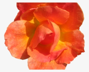 Cliparts Real Flowers - Red Orange Flower Png