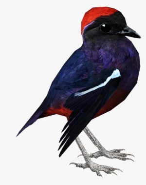 Garnet Pitta - Swallow
