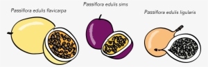 Passion Fruits - Portable Network Graphics
