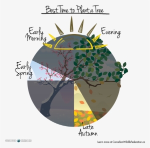 Best Time To Plant A Tree Calendar Graphic - Graphics