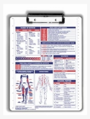 Anatomy Reference Clipboard - Occupational Therapy Clipboard
