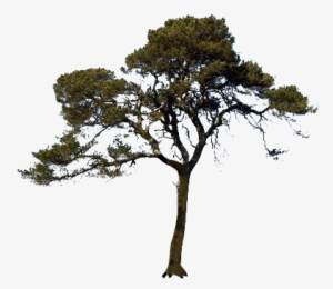 Scots Pine Tree Transparent Image - Trees No Background Png
